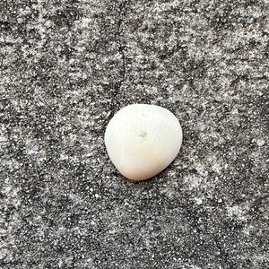 Elegant White Shell Decor